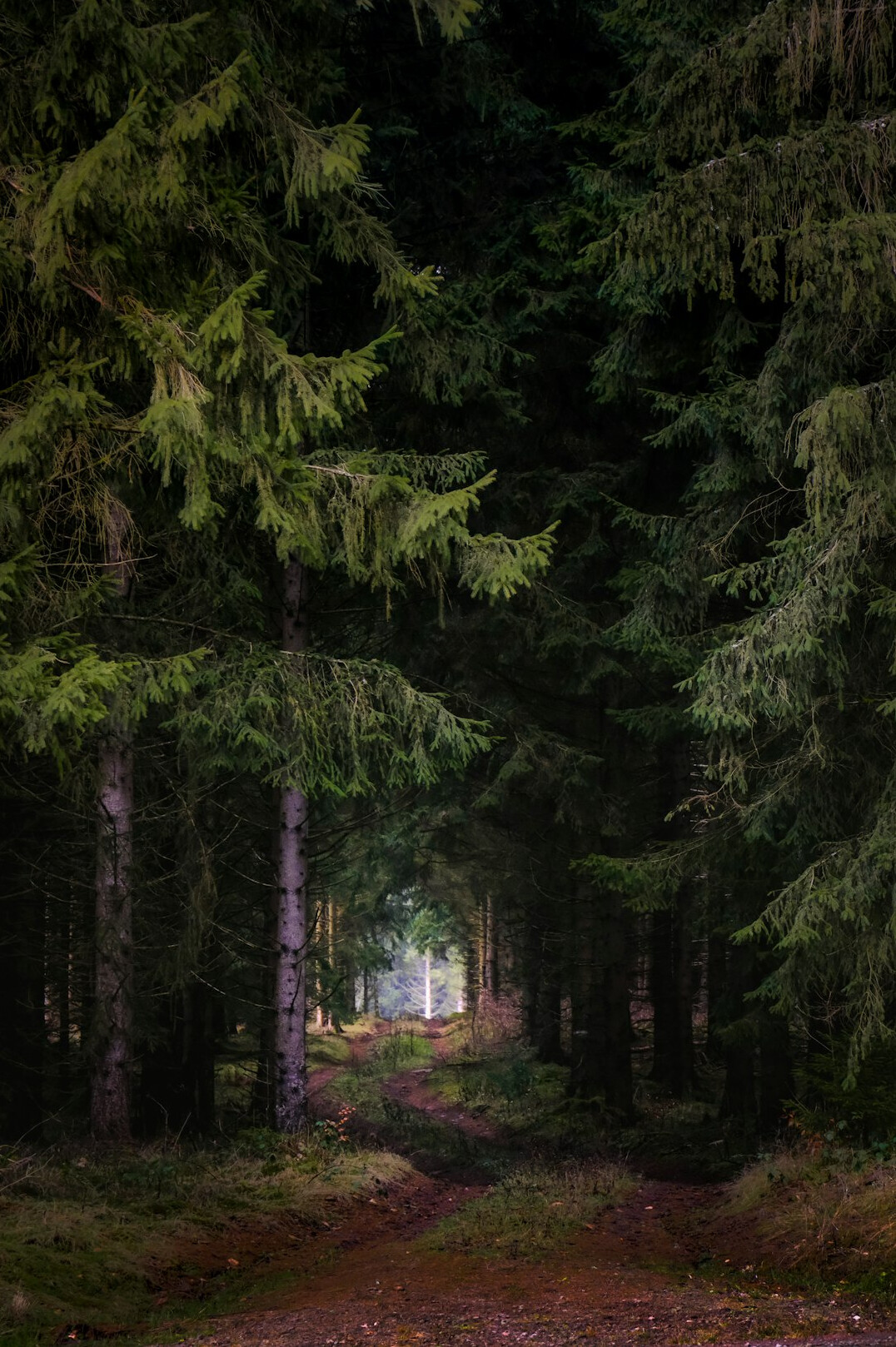 foggy forest path at night